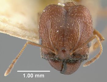 Media type: image;   Entomology 20648 Aspect: head frontal view